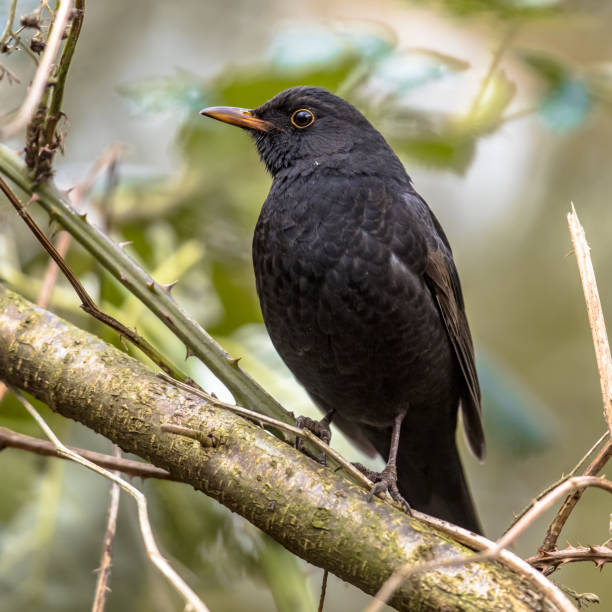 istock Common blackbird perched on branch with blurred background 1347964767
