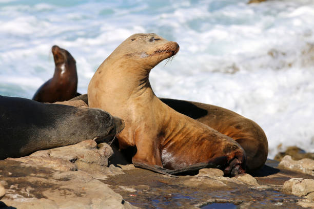 istock La Jolla Sea Lions 1347966336