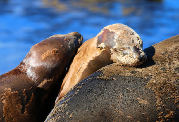 istock La Jolla Sea Lions 1347966344