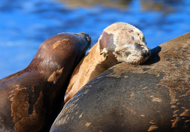 California sea lions in San Diego