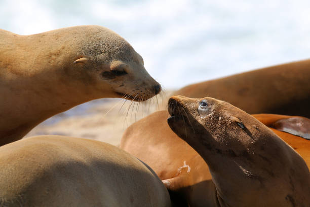 istock La Jolla Sea Lions 1347966374