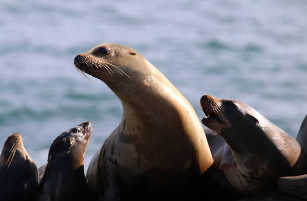 istock La Jolla Sea Lions 1347966389