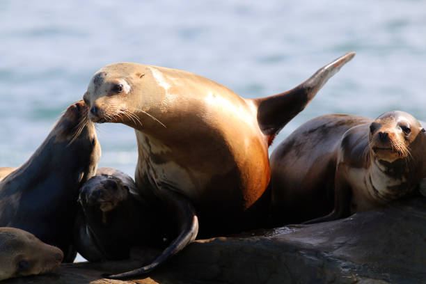 istock La Jolla Sea Lions 1347966390