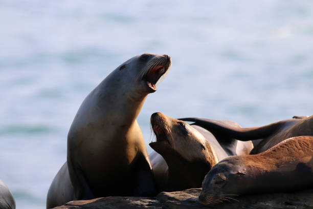 istock La Jolla Sea Lions 1347966394