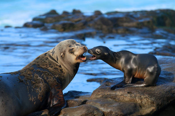 istock La Jolla Sea Lions 1347966411