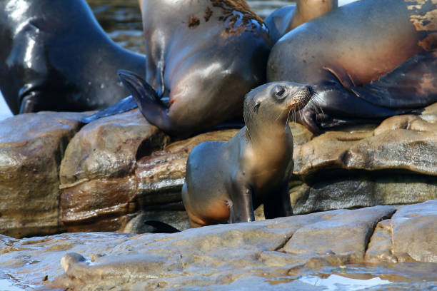 istock La Jolla Sea Lions 1347966418
