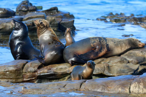 istock La Jolla Sea Lions 1347966420