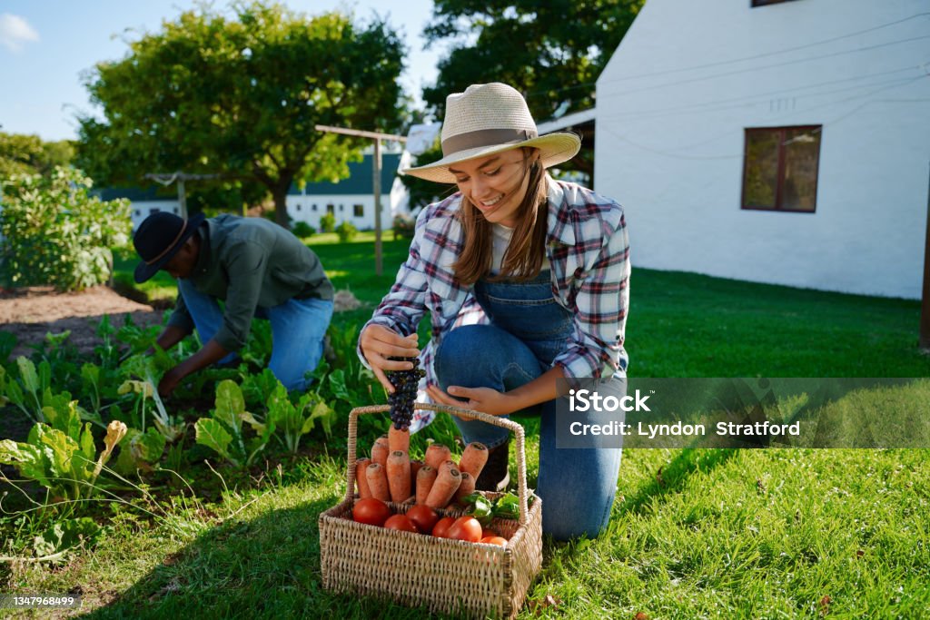 Caucasian female farmer picking fresh vegetables from garden with male colleague Caucasian female farmer picking fresh vegetables from garden with male colleague smiling . High quality photo Adult Stock Photo