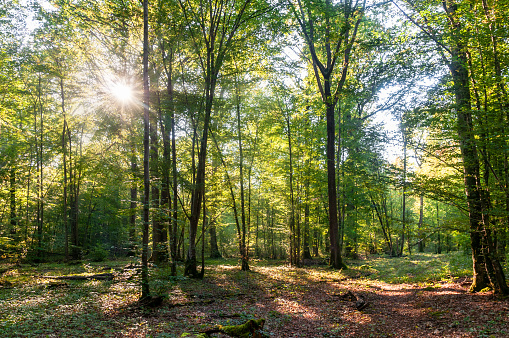 Sol y rayos de sol en el bosque photo