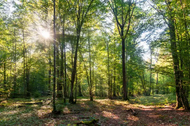 French forest in Ile de France, with sunny ray of light. Near Fontainebleau
