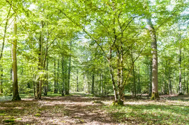 French forest in Ile de France, end of summer. Near Fontainebleau