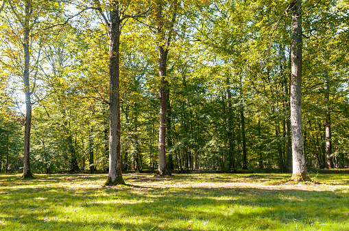 French forest in Ile de France, at the autumn beginning. Near Fontainebleau