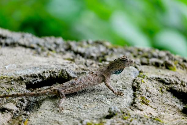 istock Close up of gliding lizard crawling on mossy rock 1347971919