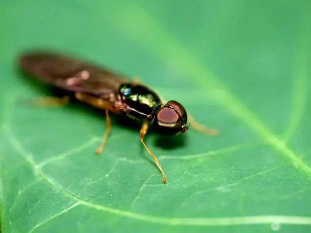 Photo of Close-up of soldier flies insect on green leaf