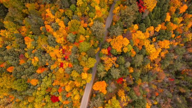 istock Aerial shot of fall colours 1347975519