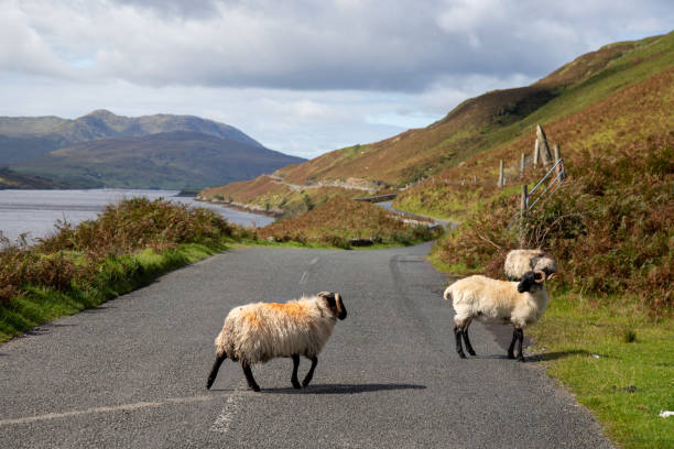 pecore sulla strada r335 - republic of ireland mayo road lake foto e immagini stock