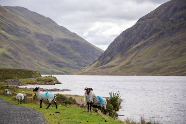 pecore sulla strada r335 - republic of ireland mayo road lake foto e immagini stock