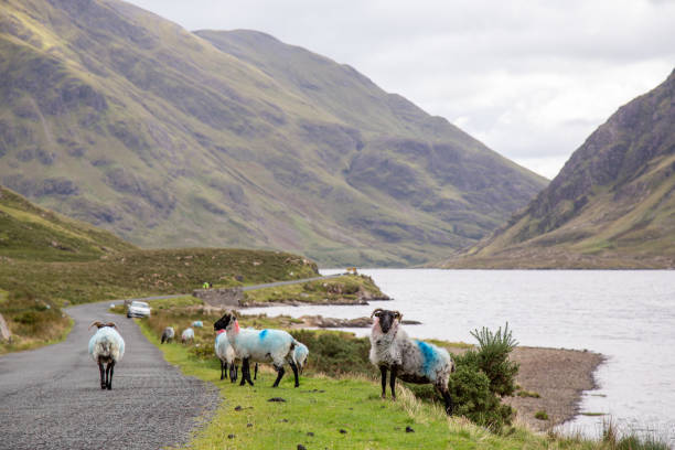 pecore sulla strada r335 - republic of ireland mayo road lake foto e immagini stock