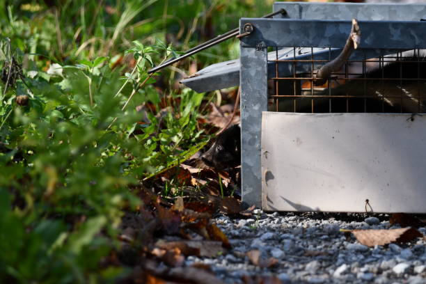Metal Animal Trap Outdoors In Green Grass