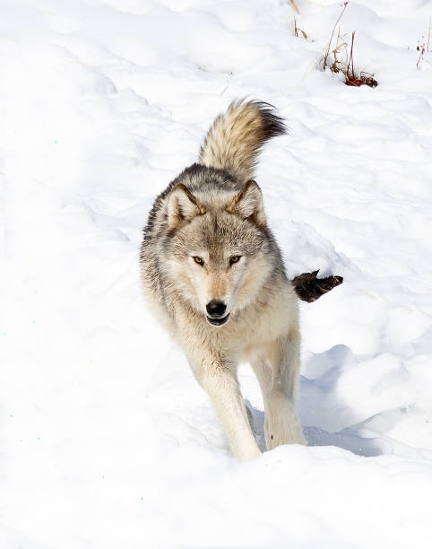 istock Wolf of the Wapiti pack running through snow. 1347980864
