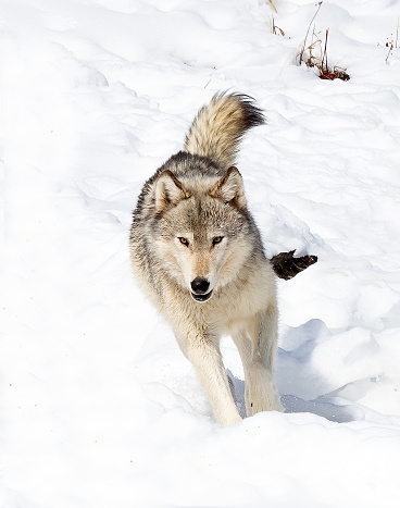 Wolf of the Wapiti pack running through snow. This was near the Tower Junction in Yellowstone National Park near Wyoming and Montana state line in western USA. Nearby cities were Bozeman, Billings, Gardiner, and Cooke City Montana.