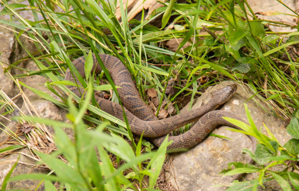 istock Northern water snake sunbathing on rock 1347982733