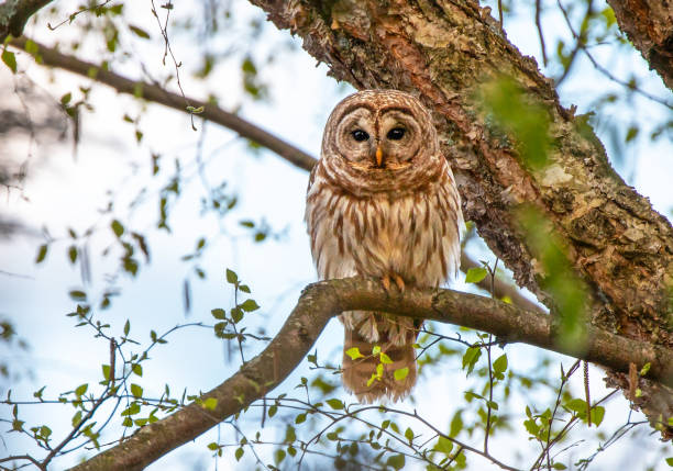 istock Single barred owl sitting on a branch 1347982822