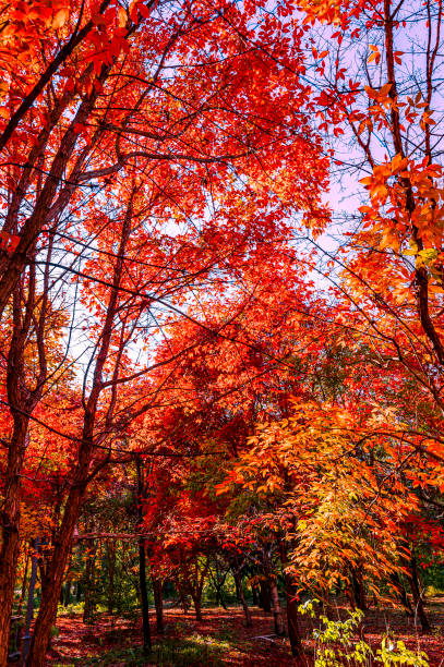 istock Autumn scenery of red leaves 1347985472