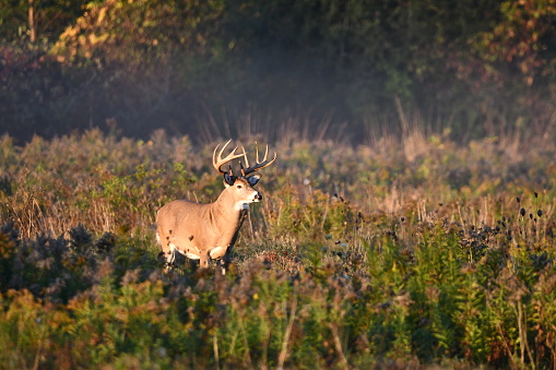 Roe deer in Summer landscape
