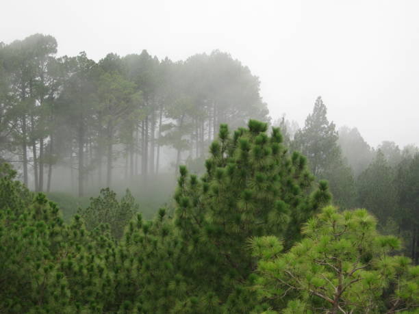 Hills of North India - Misty Forest stock photo