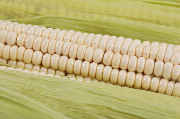 신선한 옥수수. 옥수수 곡물의 클로즈업. - corn on the cob macro corn crop freshness 뉴스 사진 이미지