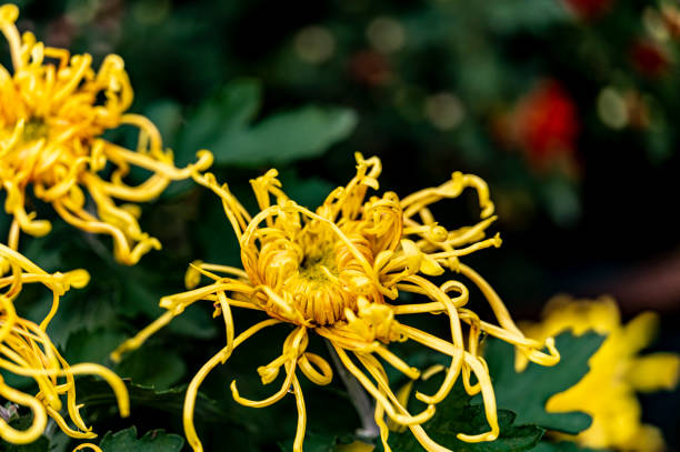 istock Chrysanthemums blooming in autumn 1347989036