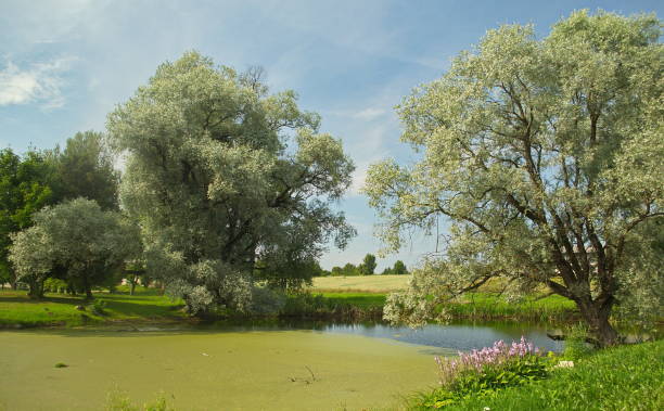 istock Pond and willows in Turlava, Latvia 1347990903