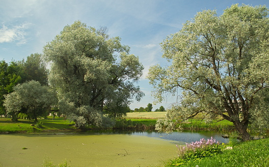 Pond and willows in Turlava, Latvia.