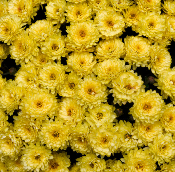 istock Background of yellow flowers in full bloom 1347990942
