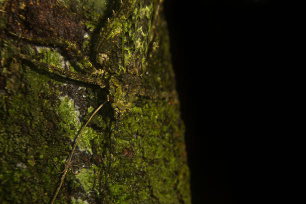 istock Insect camouflages itself in the moss 1347991764