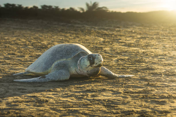 Olive ridley sea turtle on the beach
