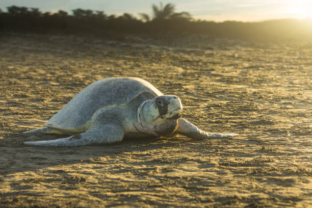 Olive ridley sea turtle on the beach This sea turtle arrives every month at the pacific coast of Costa Rica pacific ridley turtle stock pictures, royalty-free photos & images