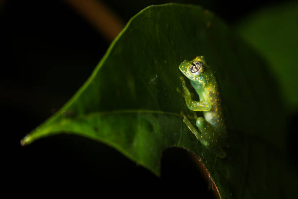 Costa Rican Cascade Glass Frog on a leaf in the forest This amphibian is a Cascade Glass Frog that lives in the forests of Costa Rica glass frog stock pictures, royalty-free photos & images