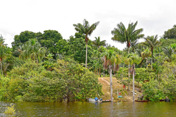 Amazon flooded forest as seen from the boat along Cuieiras River in Puranga Conquista Sustainable Development Reserve in Manaus, Brasil