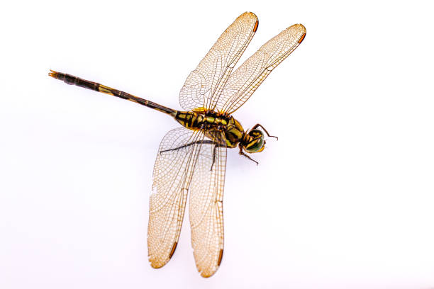 istock A dragonfly isolated on a white background, viewed from above 1347992358