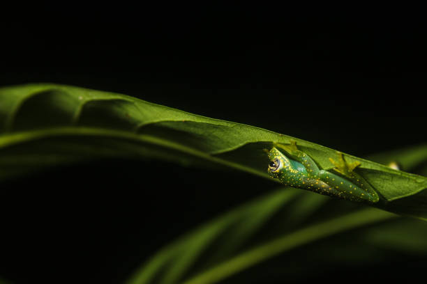 Costa Rican Cascade Glass Frog uder a leaf in the forest This amphibian is a Cascade Glass Frog that lives in the forests of Costa Rica glass frog stock pictures, royalty-free photos & images