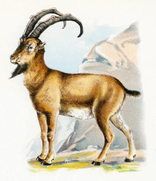 ilustraciones, imágenes clip art, dibujos animados e iconos de stock de ibex illustration 1899 - eland
