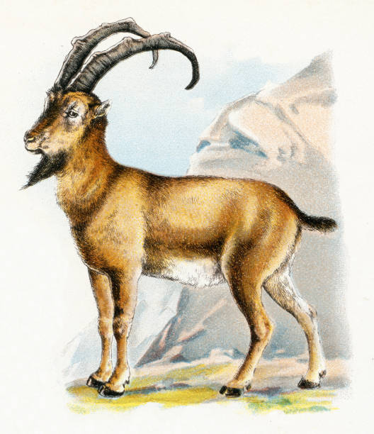 illustrations, cliparts, dessins animés et icônes de illustration ibex 1899 - eland