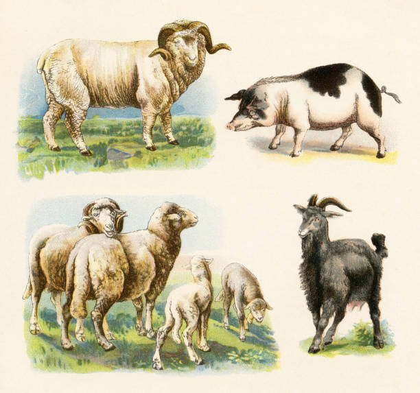 ilustraciones, imágenes clip art, dibujos animados e iconos de stock de ovejas cabras porcinas ilustración 1899 - eland