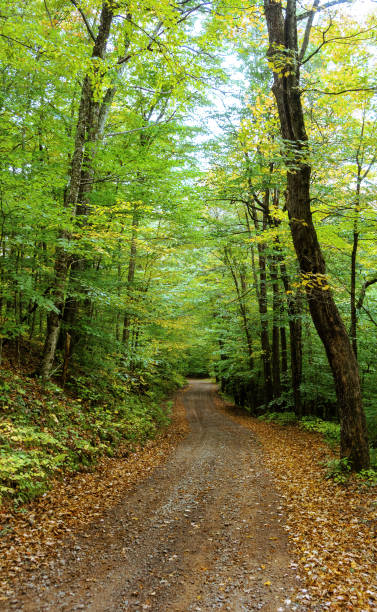 istock Country road in early Autumn 1347994959