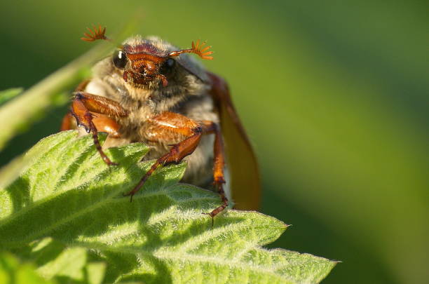A low angle shot of a cockchaffer isolated on a white background.