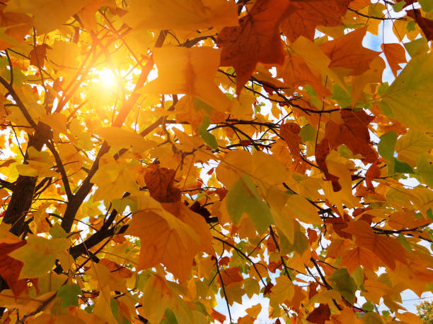 istock yellow leaves on tree in autumn many multicolored for background 1347995097