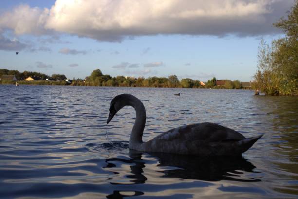 istock Young swan on the lake 1347999094