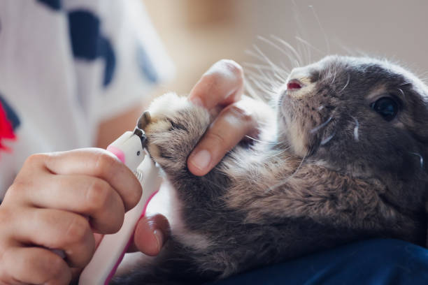 Owner trimming nails of her pet cute rabbit. Domestic rabbit lying down on owner lap to get cut finger nail with special scissors for pet care. stock photo